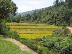 參子莊村 參子莊村