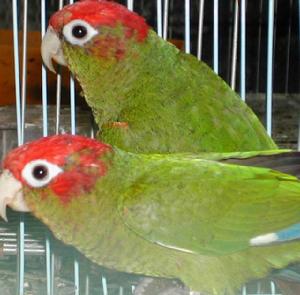 褐喉錐尾鸚鵡巴拿馬亞種 褐喉錐尾鸚鵡巴拿馬亞種