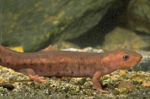 芝麻蠑螈 芝麻蠑螈