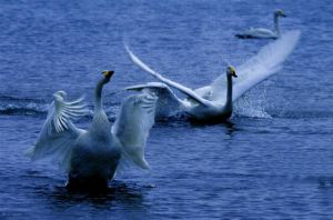 柯爾莊園的天鵝