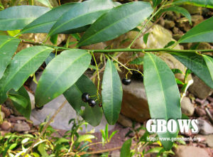 腋序組[紫金牛科紫金牛屬]