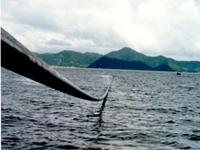 海上專用輸液管