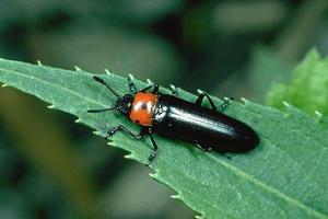 大擬叩頭蟲 大擬叩頭蟲