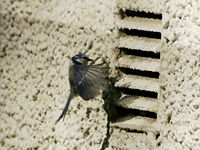（圖）藍山雀可以住在多種巢穴中。