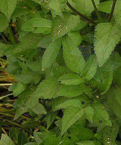 紅莖鬼針草 紅莖鬼針草