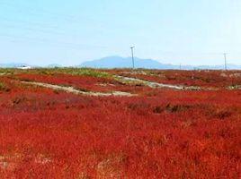 臨洪河口濕地公園 臨洪河口濕地公園