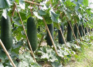 冬瓜[堇菜目葫蘆科植物]