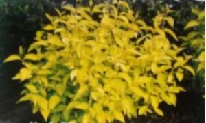 金奶童英國冬青