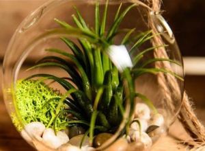 氣生植物 氣生植物