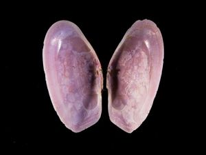 截形地蛤 截形地蛤