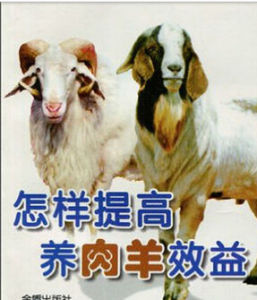 怎樣提高養肉羊效益 怎樣提高養肉羊效益
