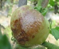 西紅柿晚疫病 西紅柿晚疫病