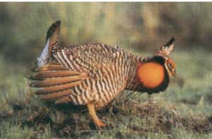 裏海角雞 裏海角雞