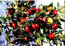 山東省微山縣韓莊鎮