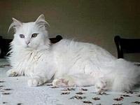 土耳其梵科迪斯貓