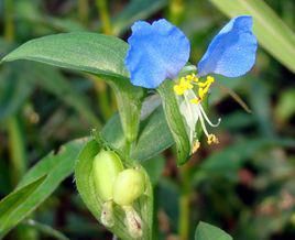 竹葉菜[竹葉菜]