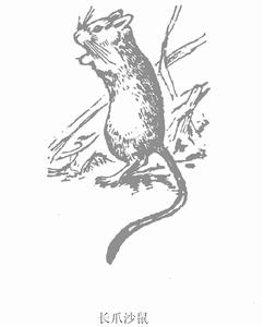 長爪沙鼠