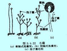 孢囊孢子 孢囊孢子