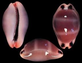 中腹足目 中腹足目