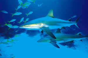 鯊魚和嚮導魚