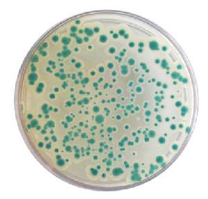 蠟樣芽孢桿菌顯色培養基