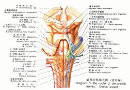 感覺神經 感覺神經