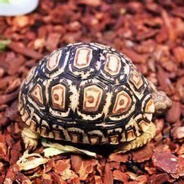豹紋陸龜 豹紋陸龜