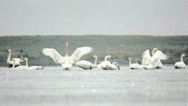 圍湖造田 圍湖造田