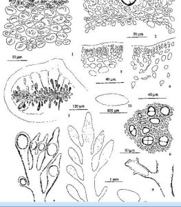 寬枝石花菜 寬枝石花菜
