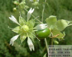 狗筋蔓，別名：抽筋草、大種鵝兒腸、小九股牛、白牛膝、大被單草、小被單草