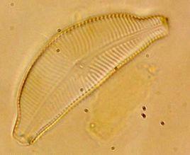 橋彎藻屬 橋彎藻屬