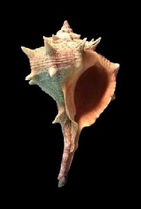 染料骨螺 染料骨螺