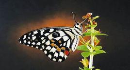 蝴蝶翅膀的顏色 蝴蝶翅膀的顏色