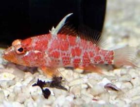 弱刺棘花鮨 弱刺棘花鮨