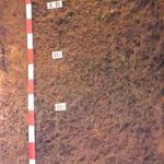 白漿化黃褐土 白漿化黃褐土