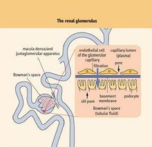 產品通過腎臟代謝