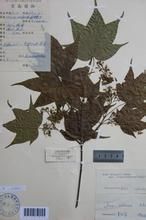 長尾三峽槭 長尾三峽槭