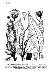 稀脈榿葉樹 稀脈榿葉樹