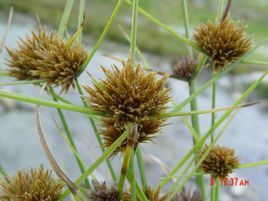 孟加拉磚子苗 孟加拉磚子苗