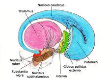 基底節區的核團