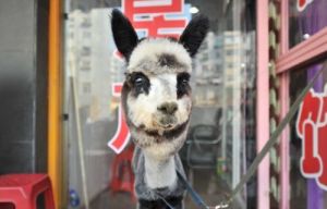 熊貓羊駝 熊貓羊駝