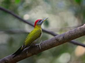 鱗腹綠啄木鳥 鱗腹綠啄木鳥