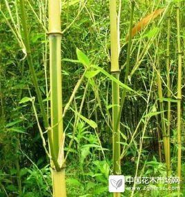 金鑲玉竹 金鑲玉竹