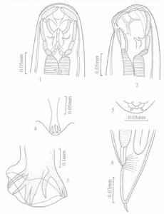 長刺擬節頭線蟲