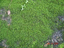 附生植物 附生植物