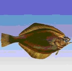 斑點棘頰鮋 斑點棘頰鮋