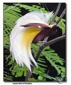 紐幾內亞極樂鳥 紐幾內亞極樂鳥