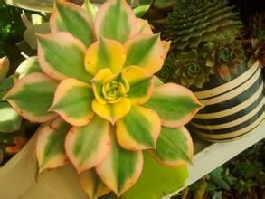 紅綠蓮花掌 紅綠蓮花掌