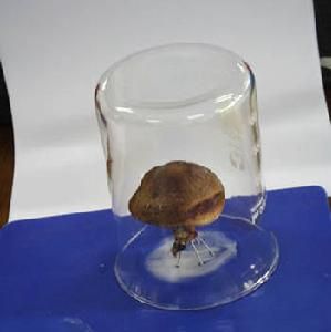 孢子印製作方法