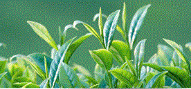 四川省峨眉山竹葉青茶業有限公司